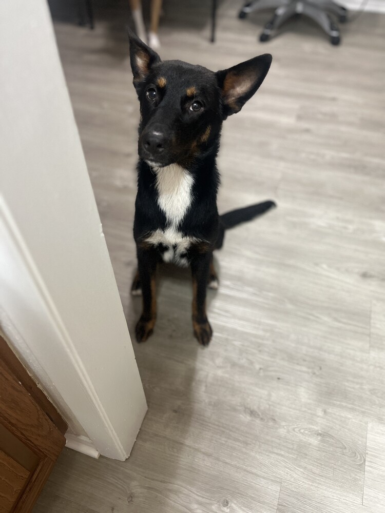 RADAR, an adoptable Shepherd, Lancashire Heeler in Langley, BC, V2Y 3K1 | Photo Image 2