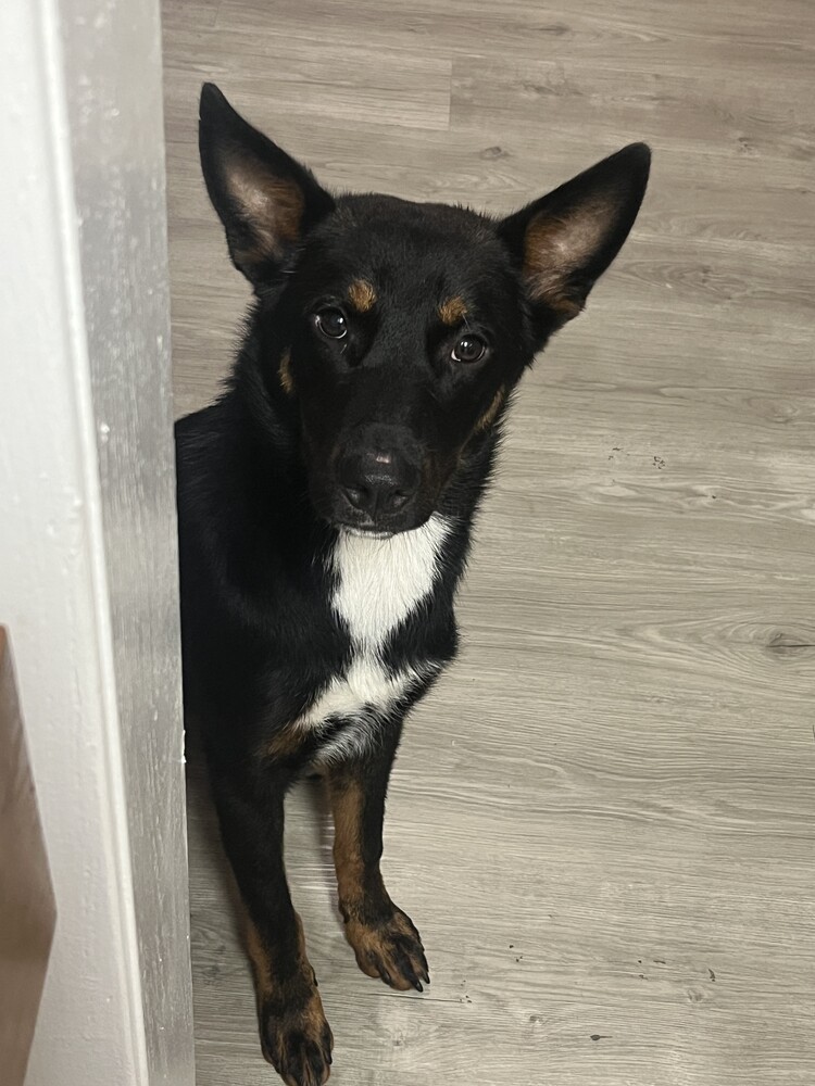 RADAR, an adoptable Shepherd, Lancashire Heeler in Langley, BC, V2Y 3K1 | Photo Image 3