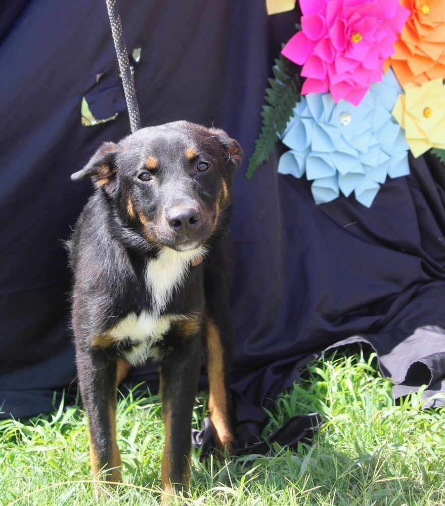 RADAR, an adoptable Shepherd, Lancashire Heeler in Langley, BC, V2Y 3K1 | Photo Image 4