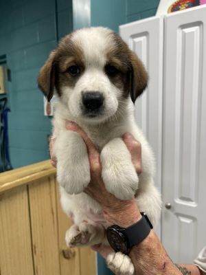 Piper, Baby Female unknown