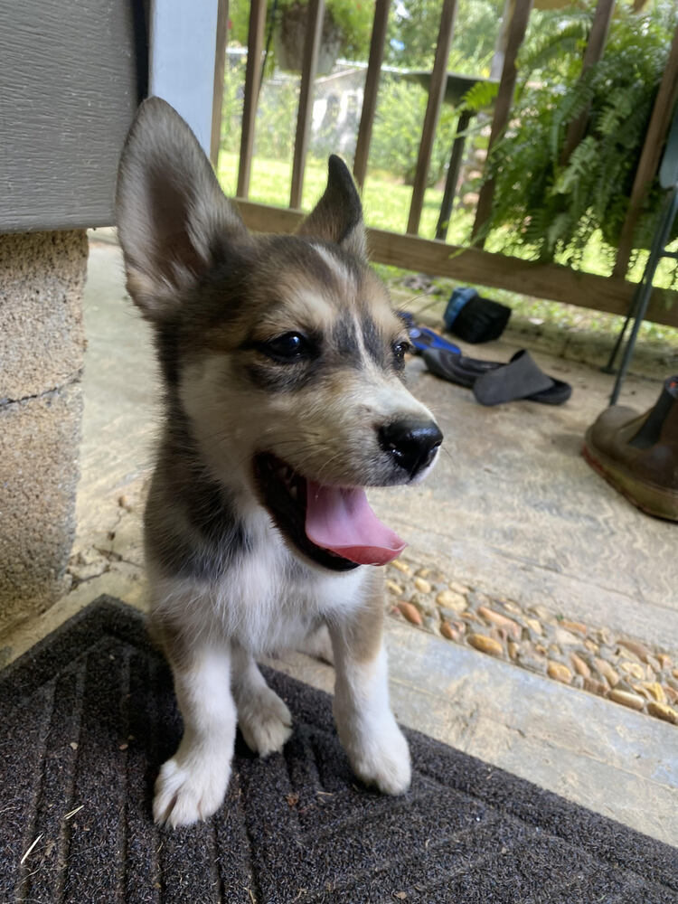 Wolfie