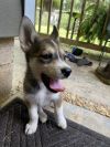 Wolfie photo 1
