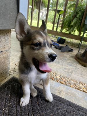 Wolfie, Baby Male unknown