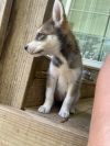 Wolfie photo 2