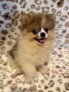 Peaches photo 2