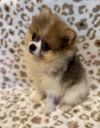Peaches photo 3