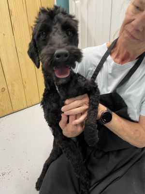 Maddie, Adult Female unknown