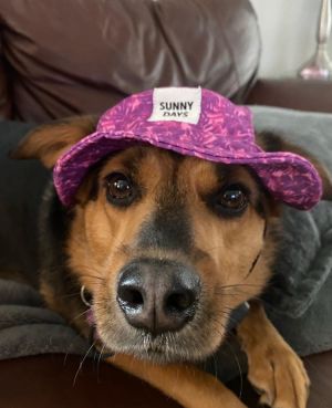 Maggie, Adult Female unknown