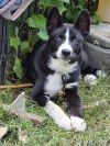 Toby photo 3