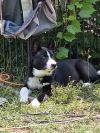 Toby photo 4