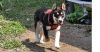 June Bug photo 2
