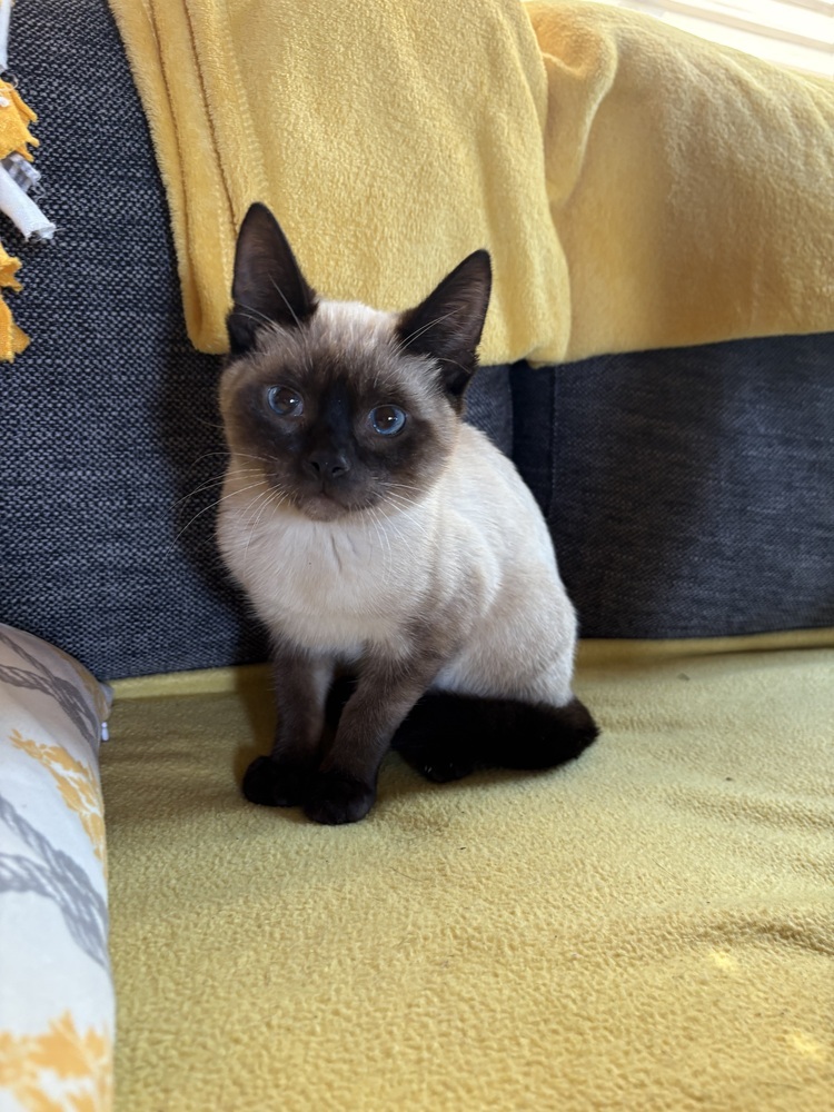 Simon