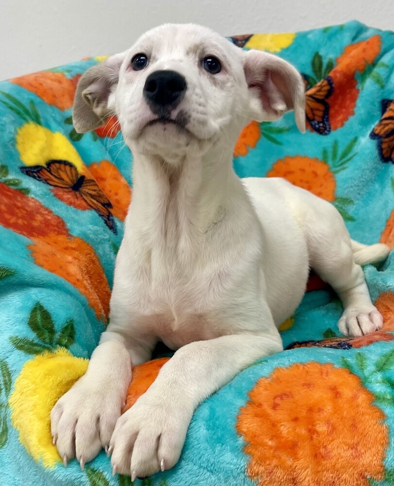 Adopt Piper
