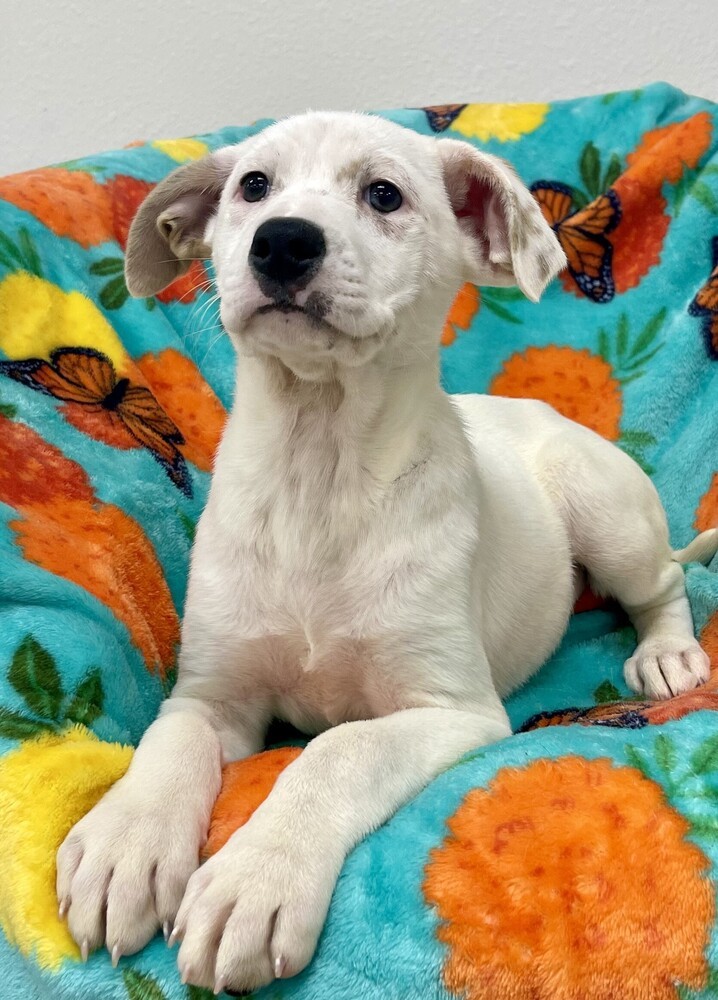 Piper