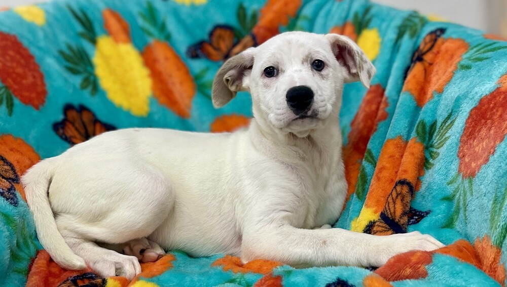 Piper