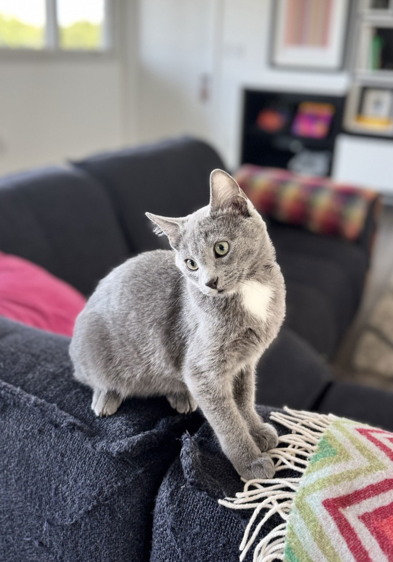 Ash