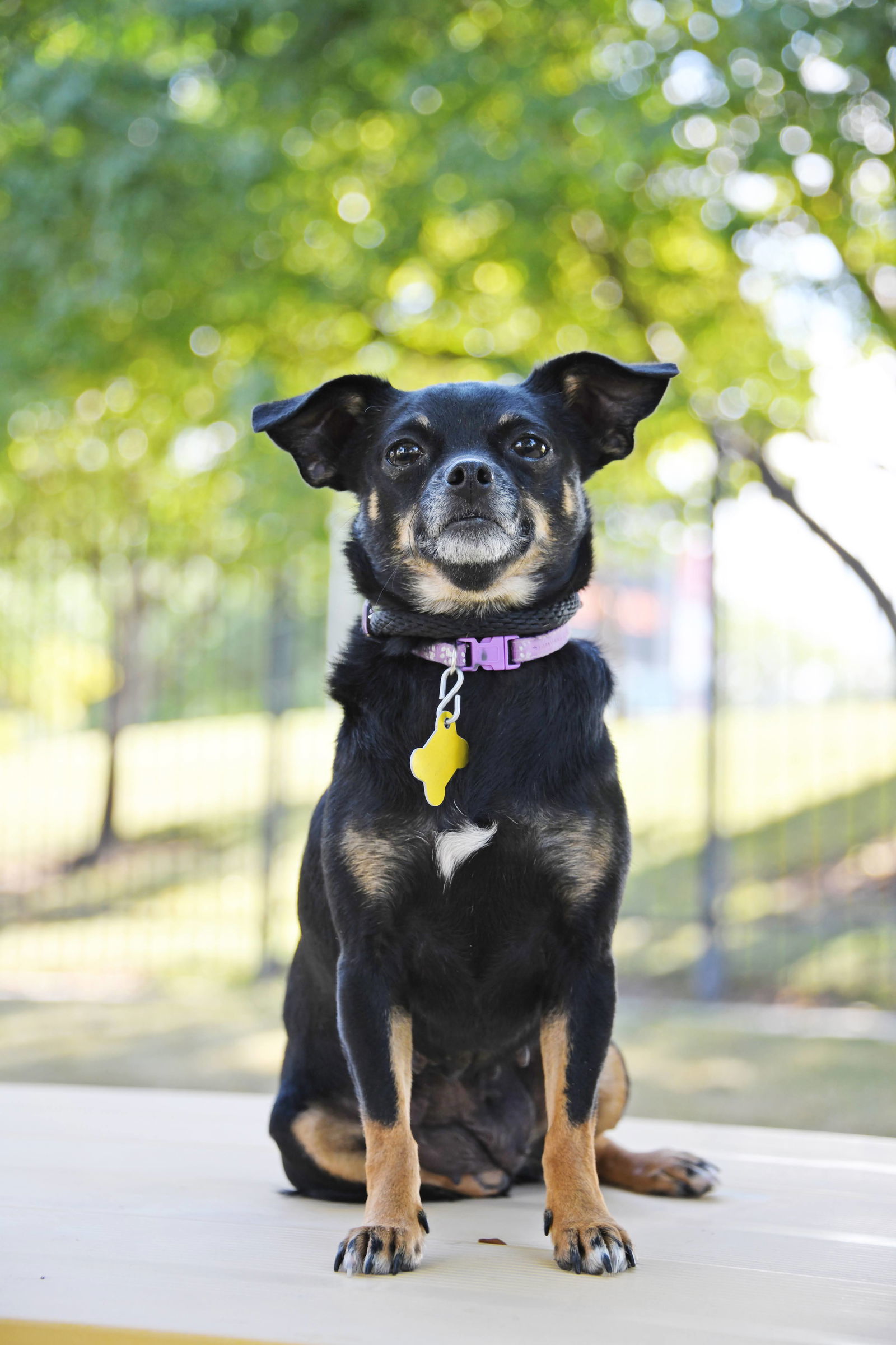 Tresa, an adoptable Chihuahua in Salt Lake City, UT, 84171 | Photo Image 1