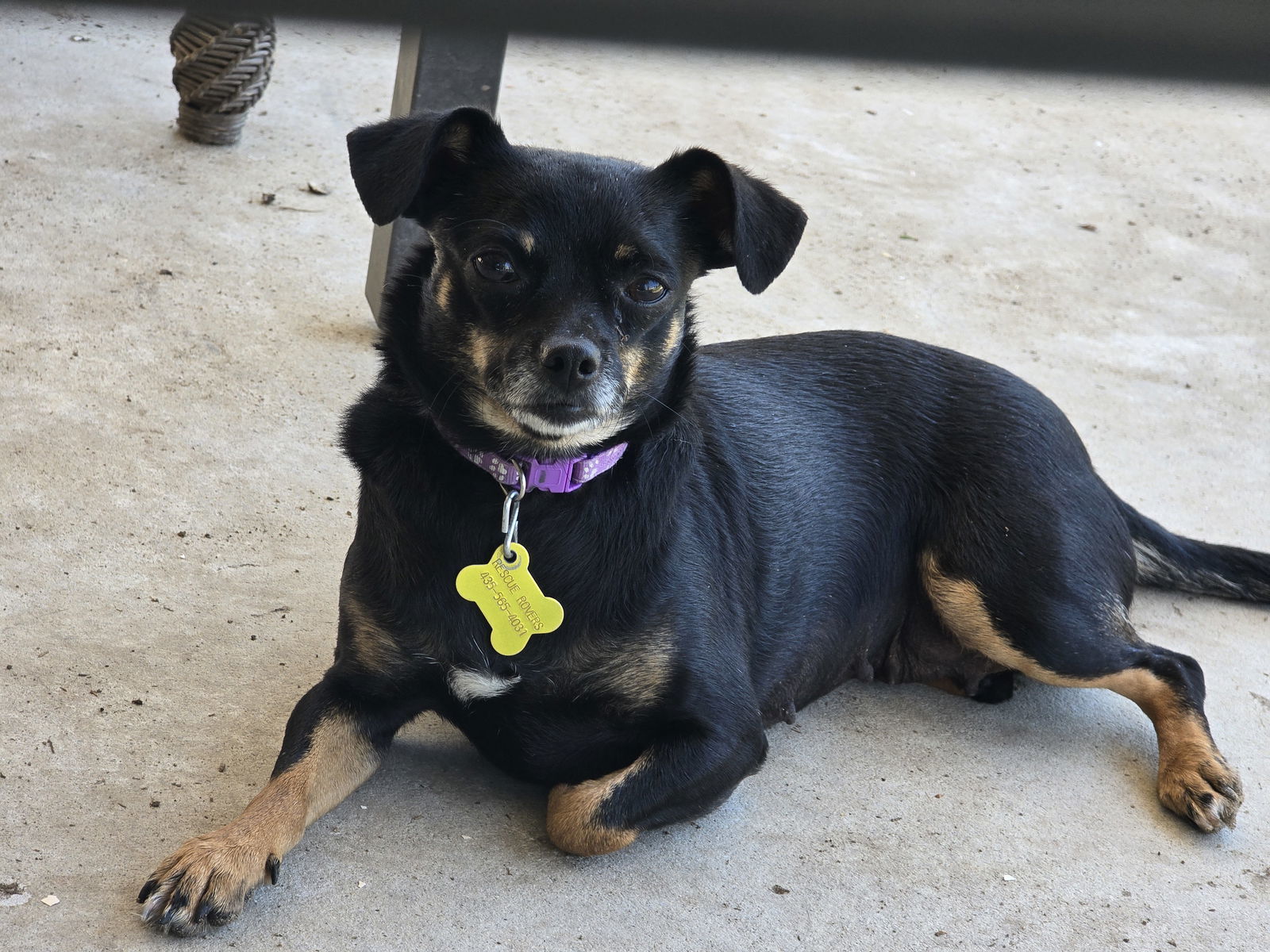Tresa, an adoptable Chihuahua in Salt Lake City, UT, 84171 | Photo Image 2
