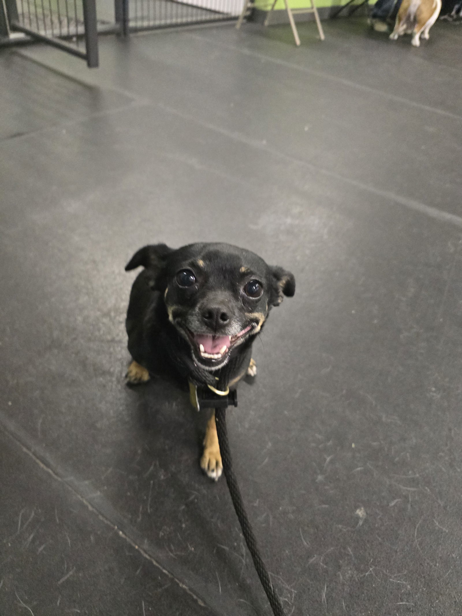 Tresa, an adoptable Chihuahua in Salt Lake City, UT, 84171 | Photo Image 3
