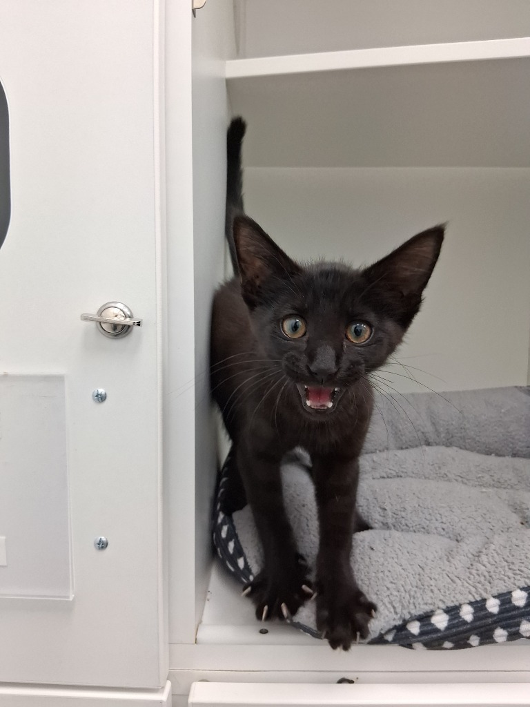 Biscuit