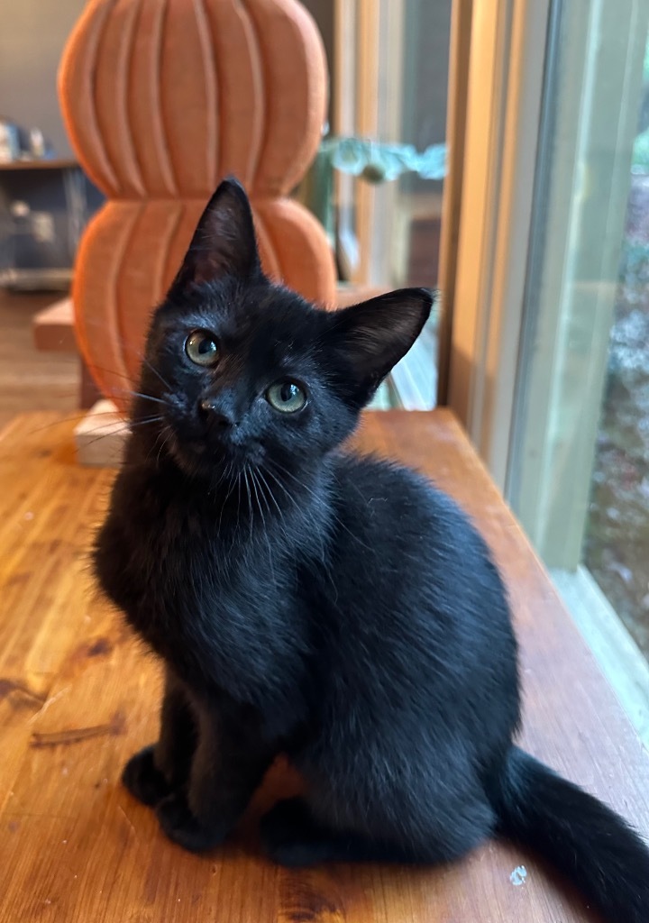 Ivy