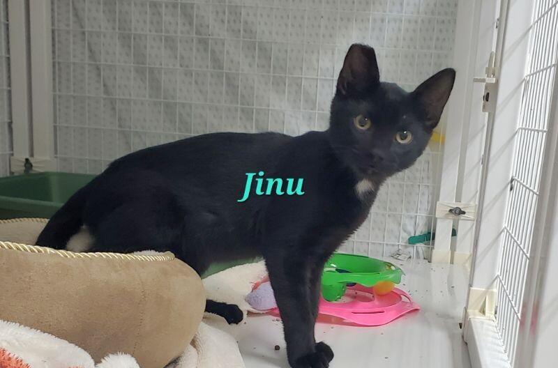 Jinu