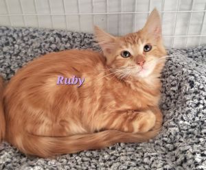 Ruby, Young Female unknown