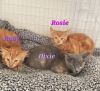 Rosie photo 2