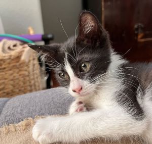 Zwicky, Baby Male unknown