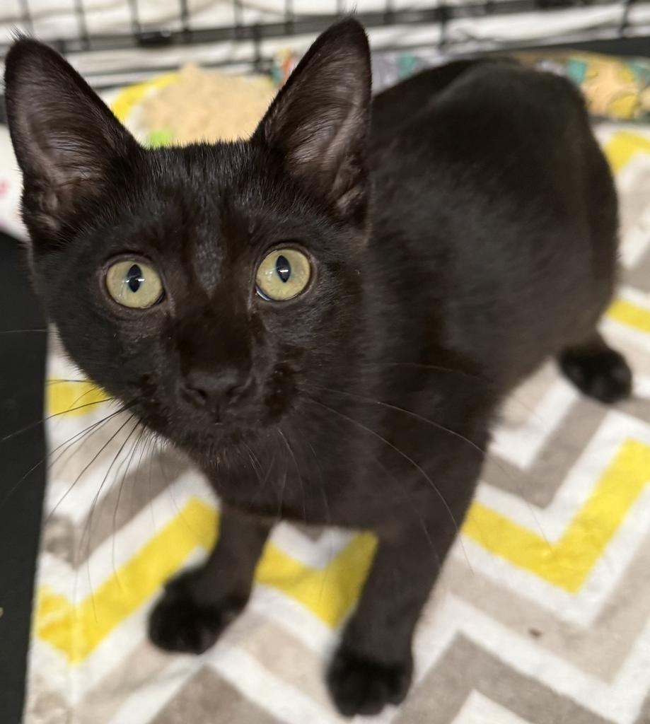 Penny, an adoptable Domestic Short Hair in Ontario, OR, 97914 | Photo Image 1