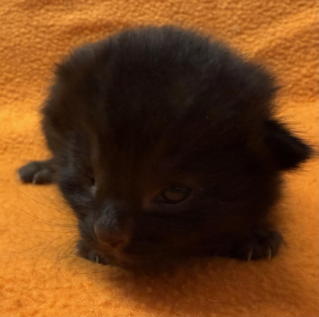 Penny, an adoptable Domestic Short Hair in Ontario, OR, 97914 | Photo Image 2