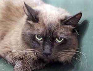 Hot Chocolate, Adult Female unknown