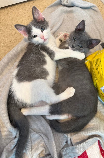 Lupin (& Hallerbos) bonded