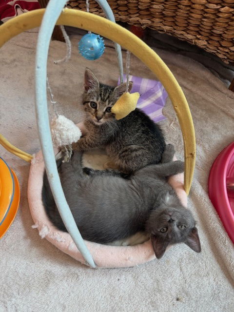 Hitachi (& Chrissy) bonded