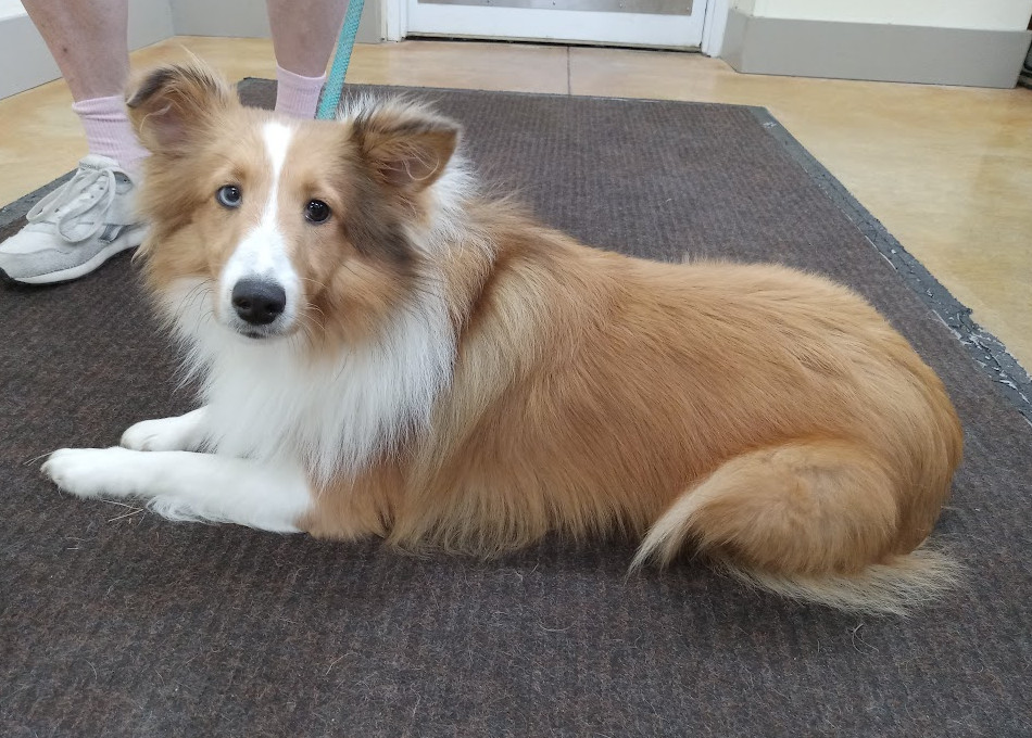 Paloma (adoption pending)
