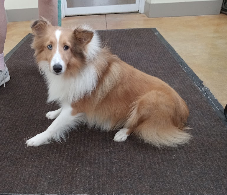 Paloma (adoption pending)