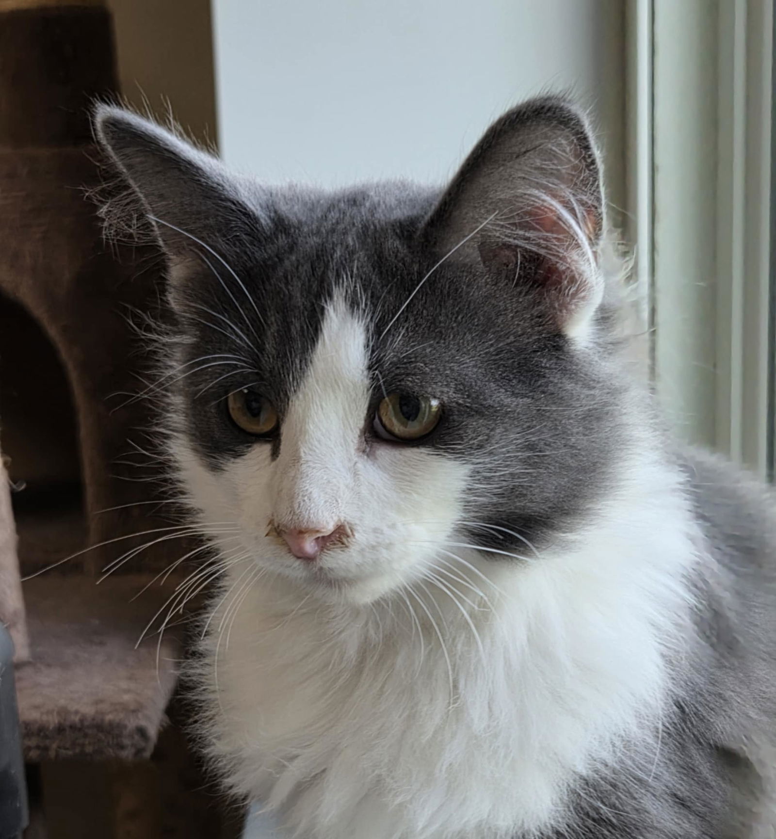 Fonzie