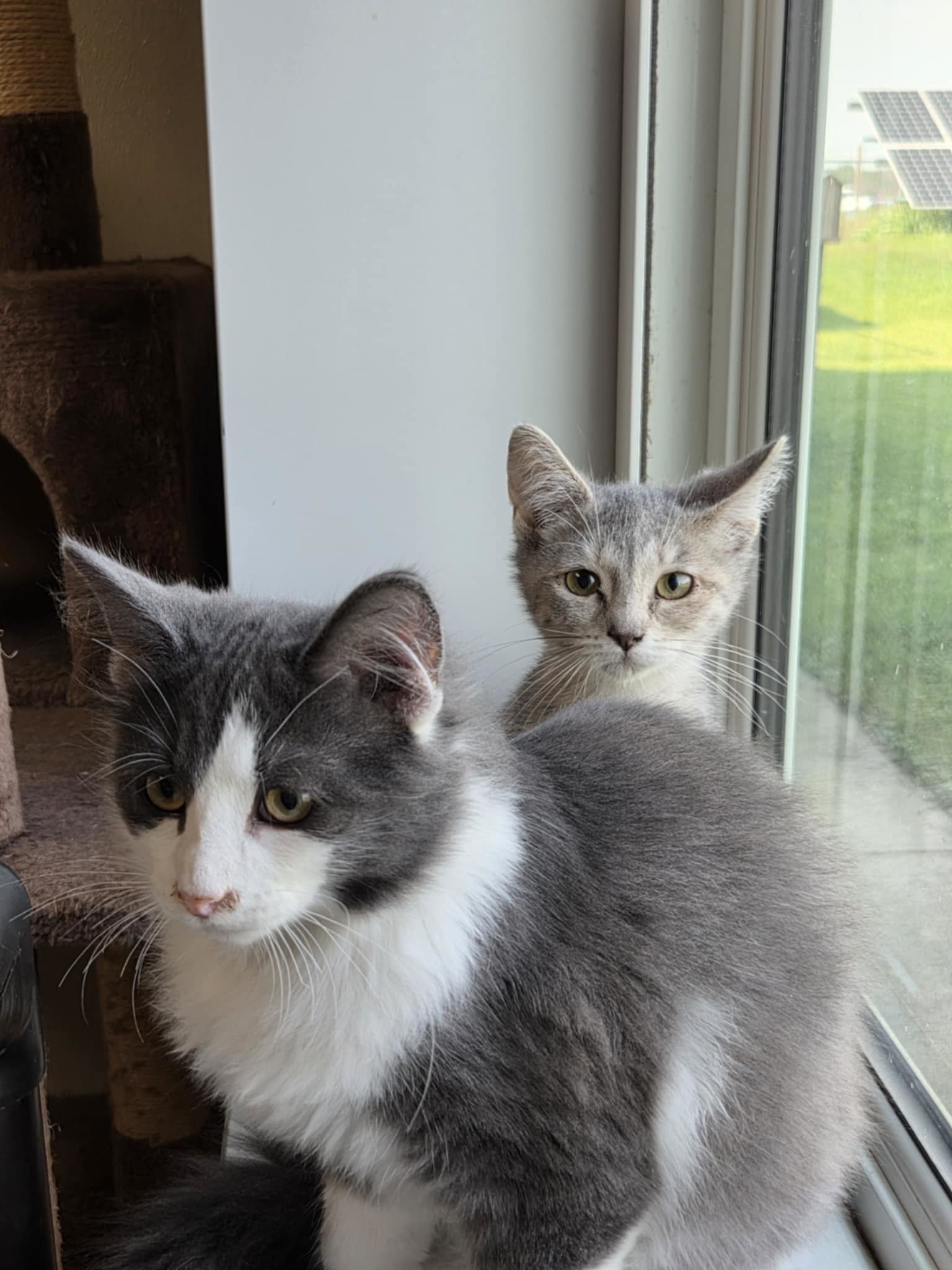 Fonzie