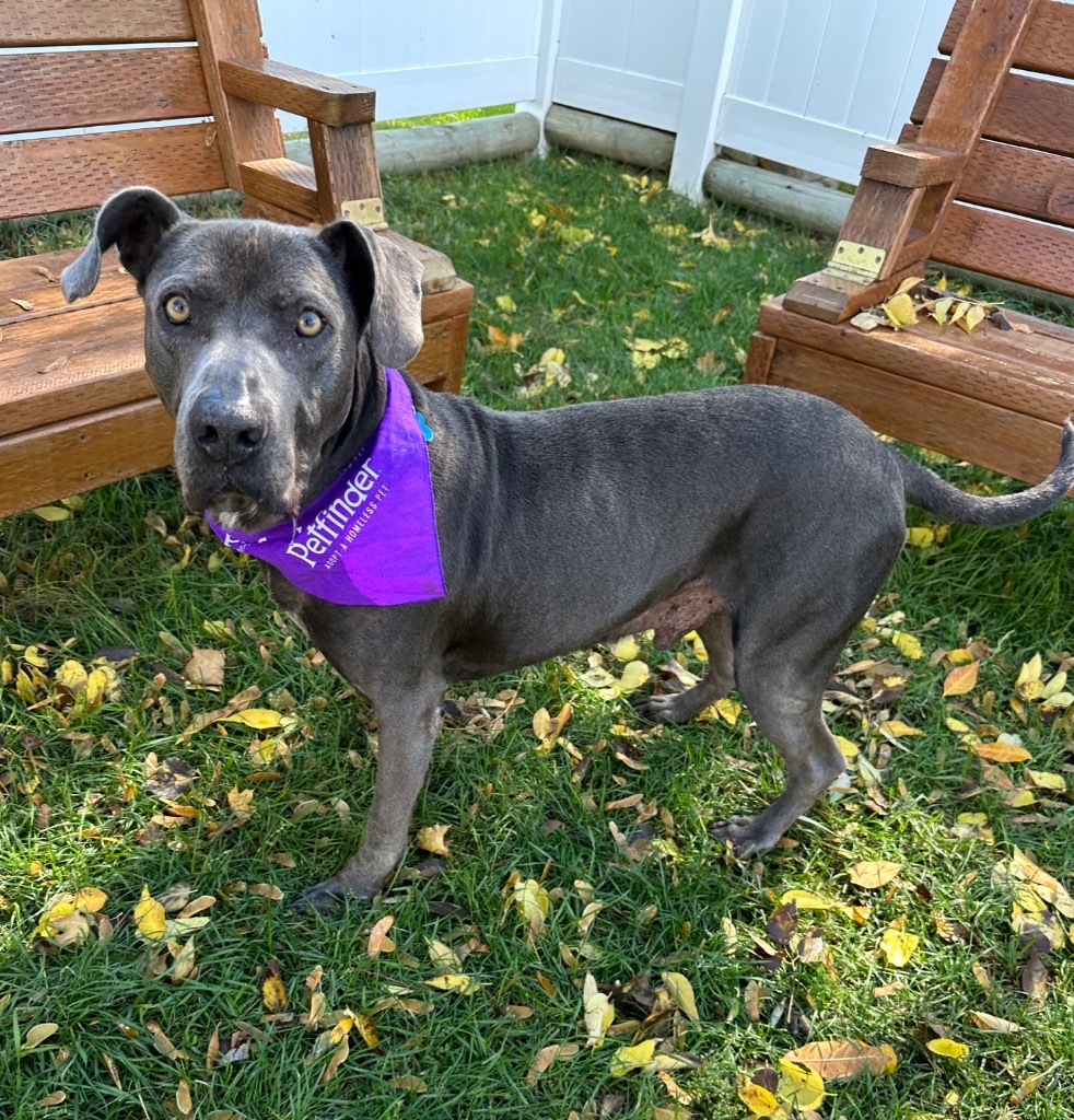 Fred, an adoptable American Staffordshire Terrier, Weimaraner in Logan, UT, 84323 | Photo Image 1
