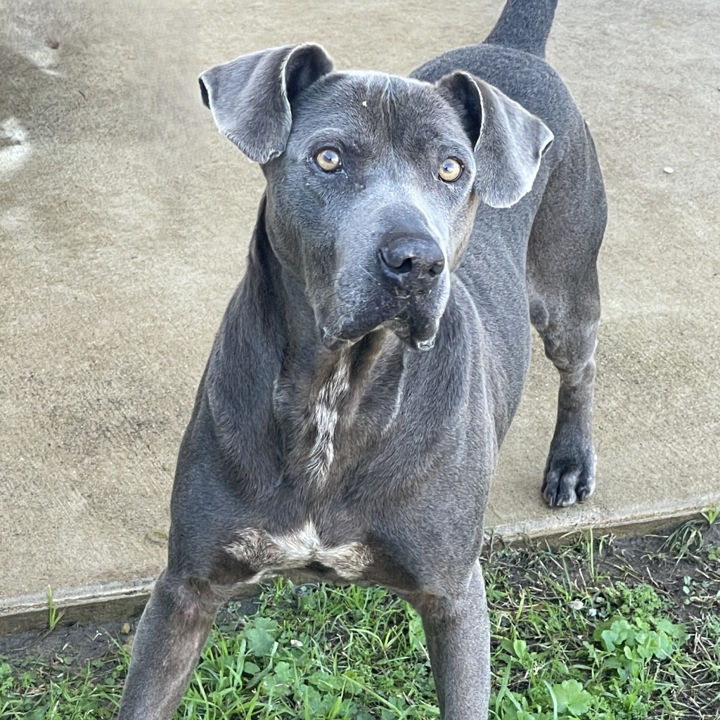 Fred, an adoptable American Staffordshire Terrier, Weimaraner in Logan, UT, 84323 | Photo Image 2