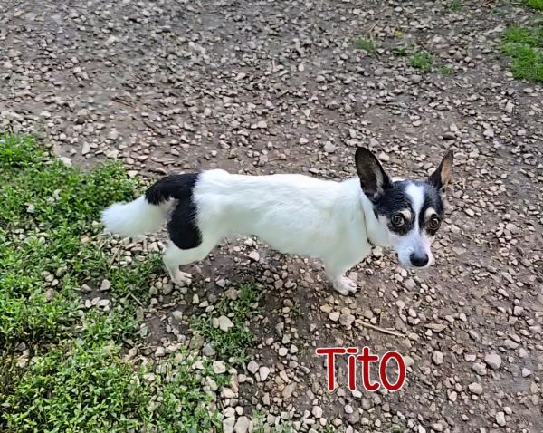 Tito thumbnail 4