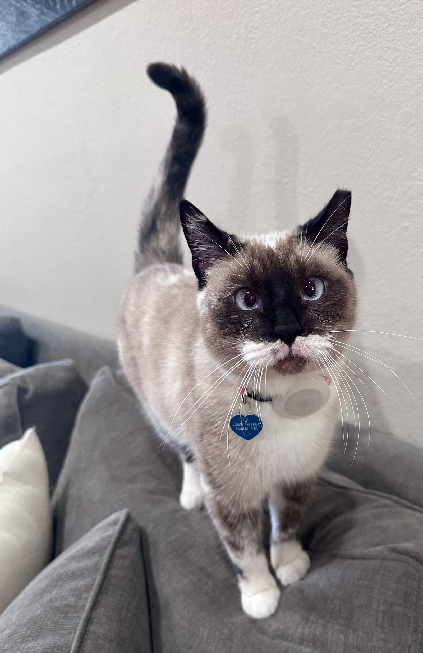 Lady Lulu, an adoptable Snowshoe, Siamese in Long Beach, CA, 90802 | Photo Image 1