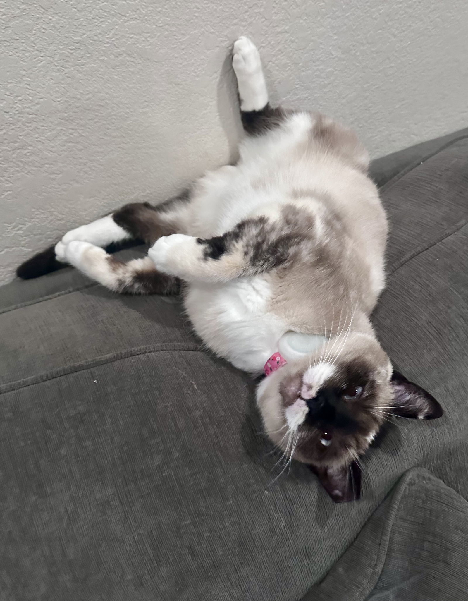 Lady Lulu, an adoptable Snowshoe, Siamese in Long Beach, CA, 90802 | Photo Image 2