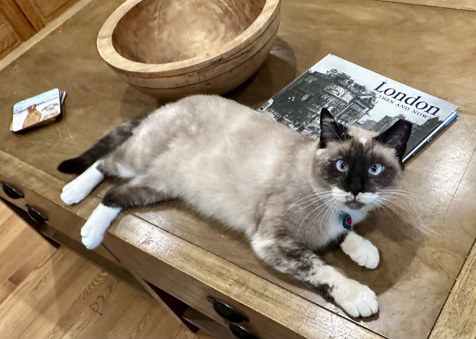 Lady Lulu, an adoptable Snowshoe, Siamese in Long Beach, CA, 90802 | Photo Image 3