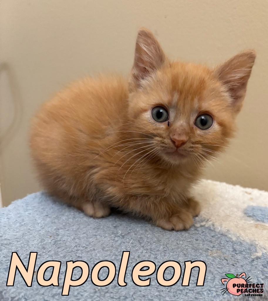 Napoleon