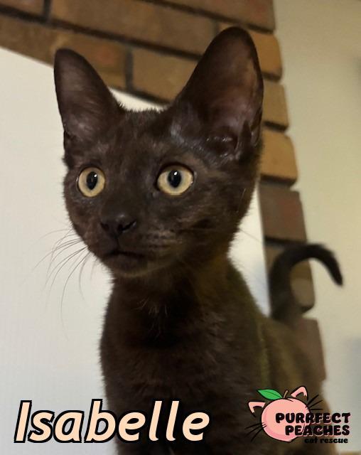 Isabelle, an adoptable Havana, Domestic Short Hair in Douglasville, GA, 30135 | Photo Image 1