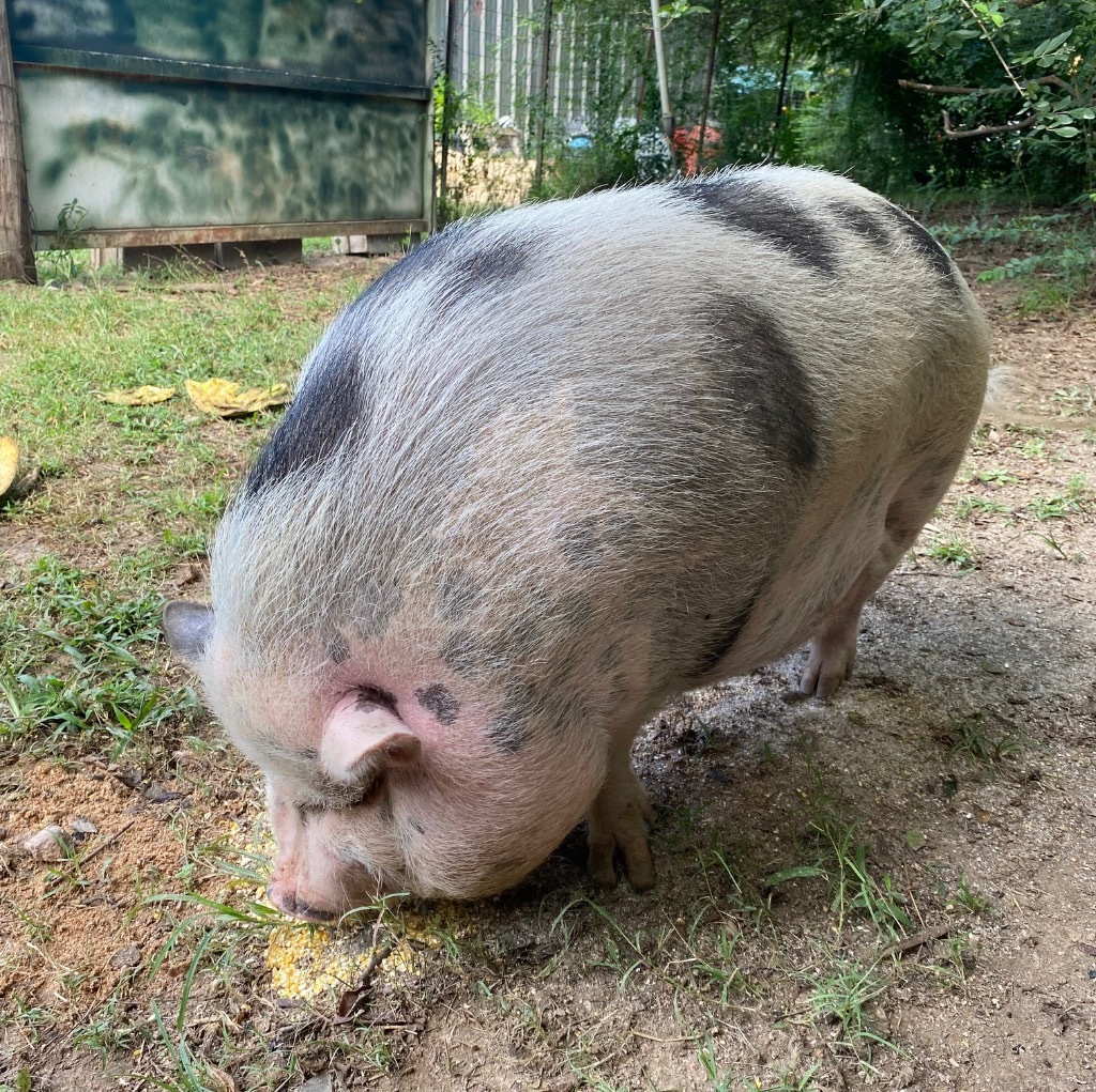 Miss Piggy