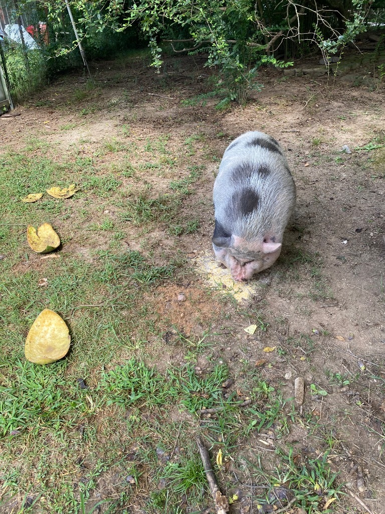 Miss Piggy