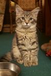 Kismet photo 1