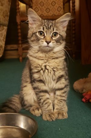Kismet, Young Female unknown